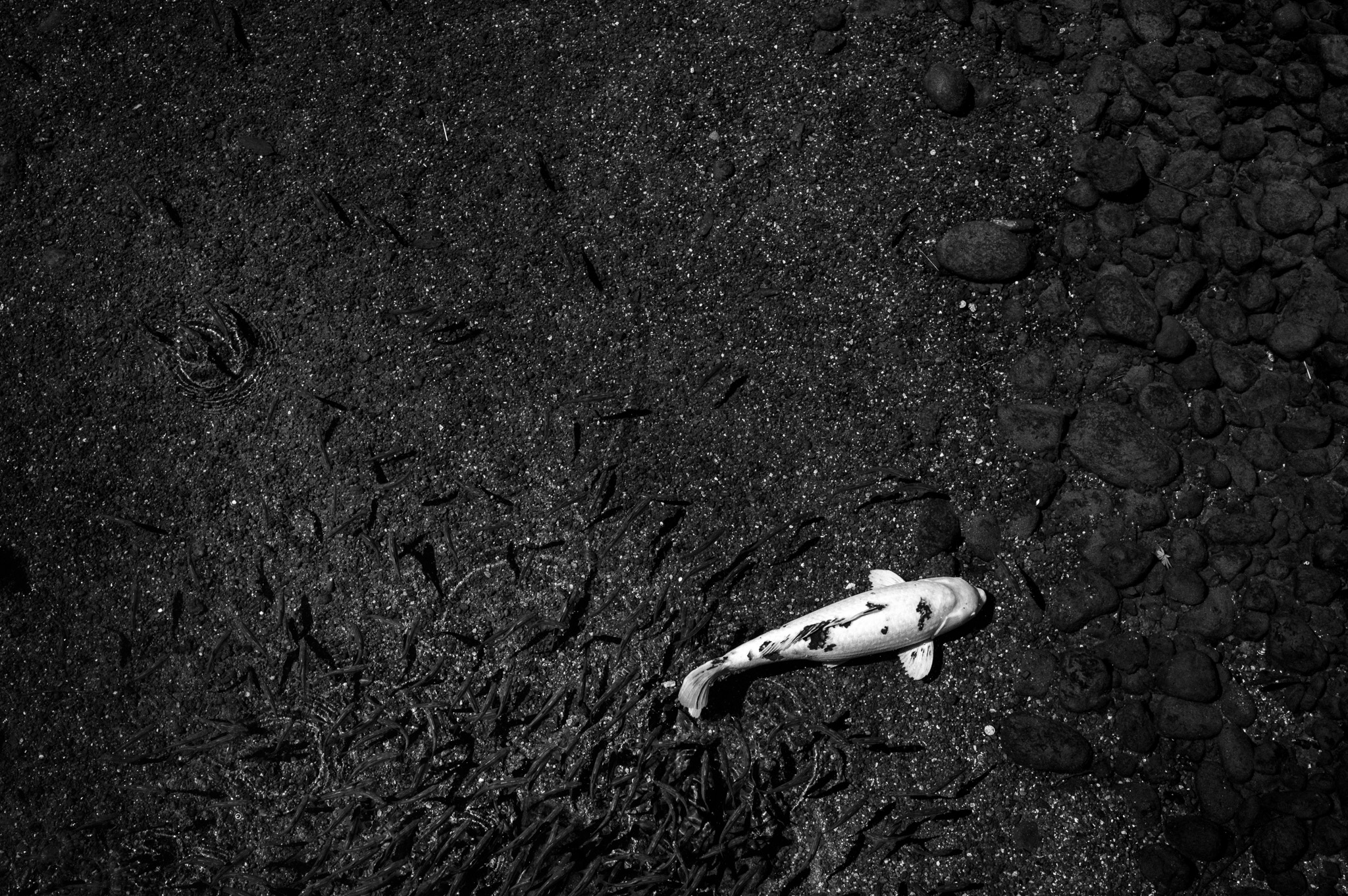 A single white koi above dark stones and a crowd of small fish.